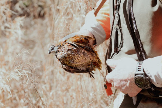 Introduction to Quail Hunting