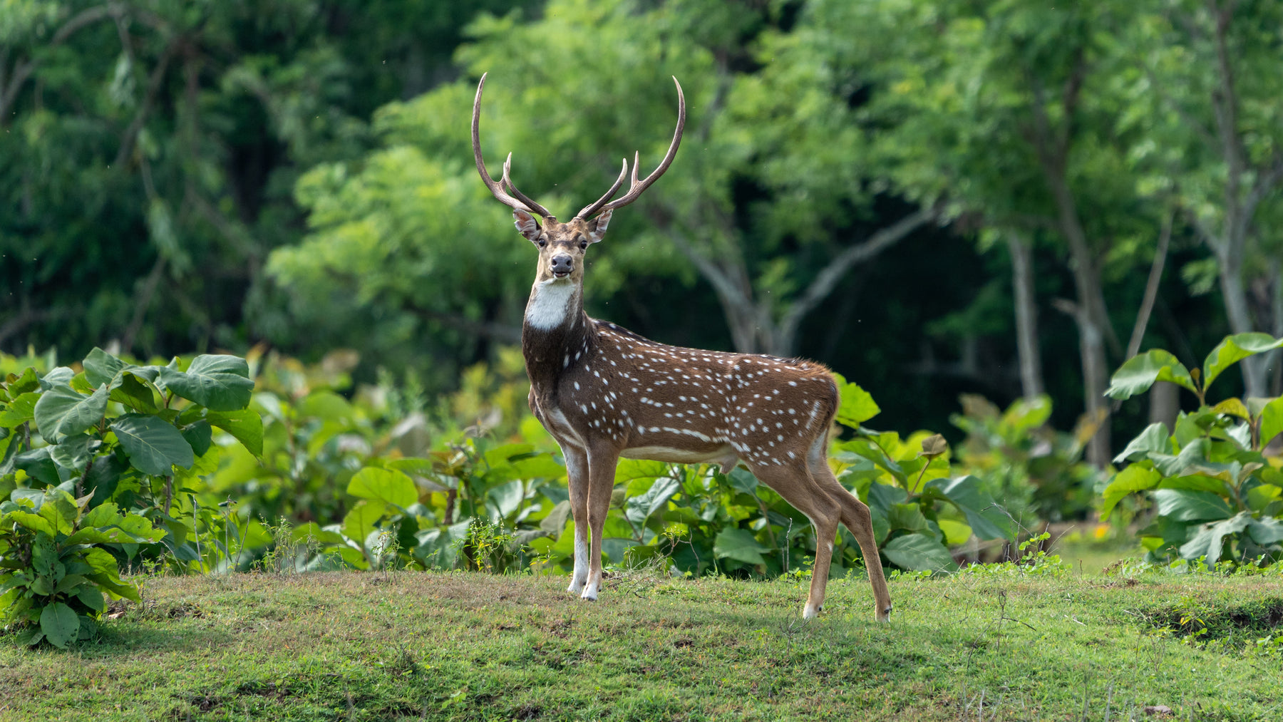 Axis Deer Hunt + Retreat in Hawaii