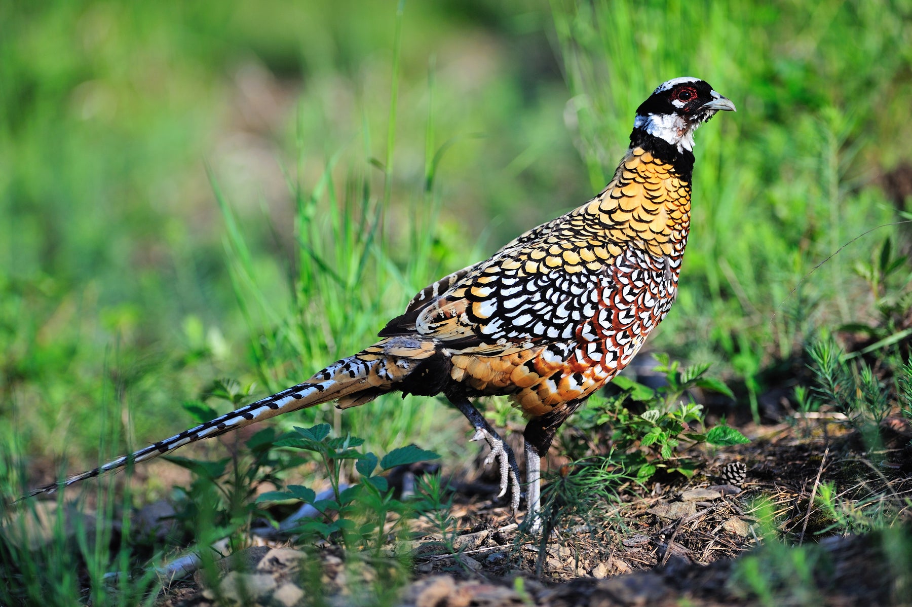 Pheasants & Fashion in Paris